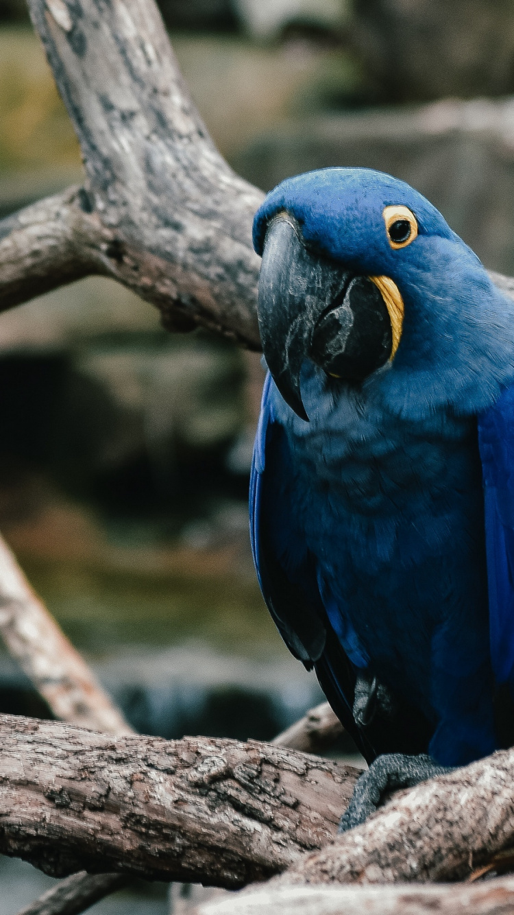 Обои Ара, птица, клюв, попугай, дерево в разрешении 750x1334