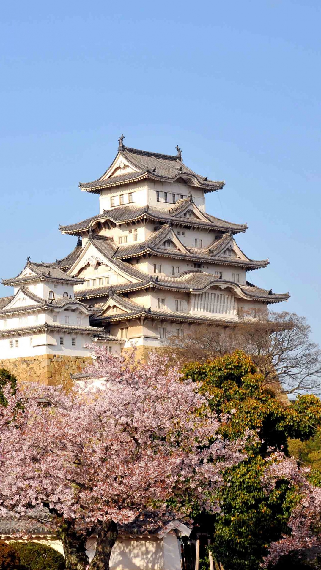 Обои Замок Химэдзи, цветение вишни, цветок, расцвет, растение в разрешении 1080x1920