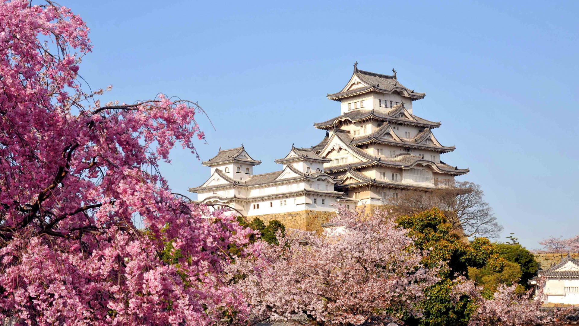 Обои Замок Химэдзи, цветение вишни, цветок, расцвет, растение в разрешении 1920x1080