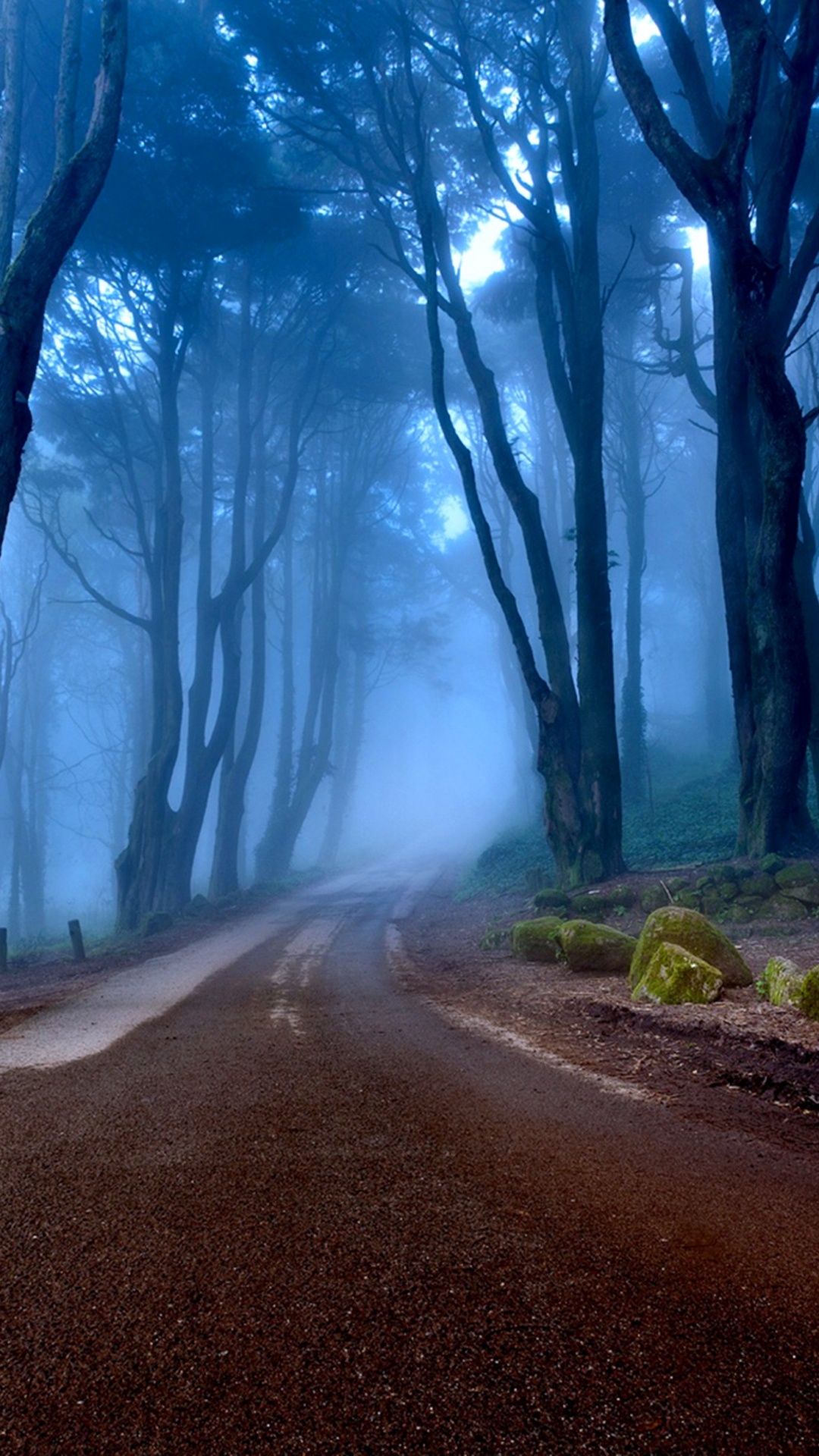 Обои природа, дерево, лес, атмосфера, экосистема в разрешении 1080x1920