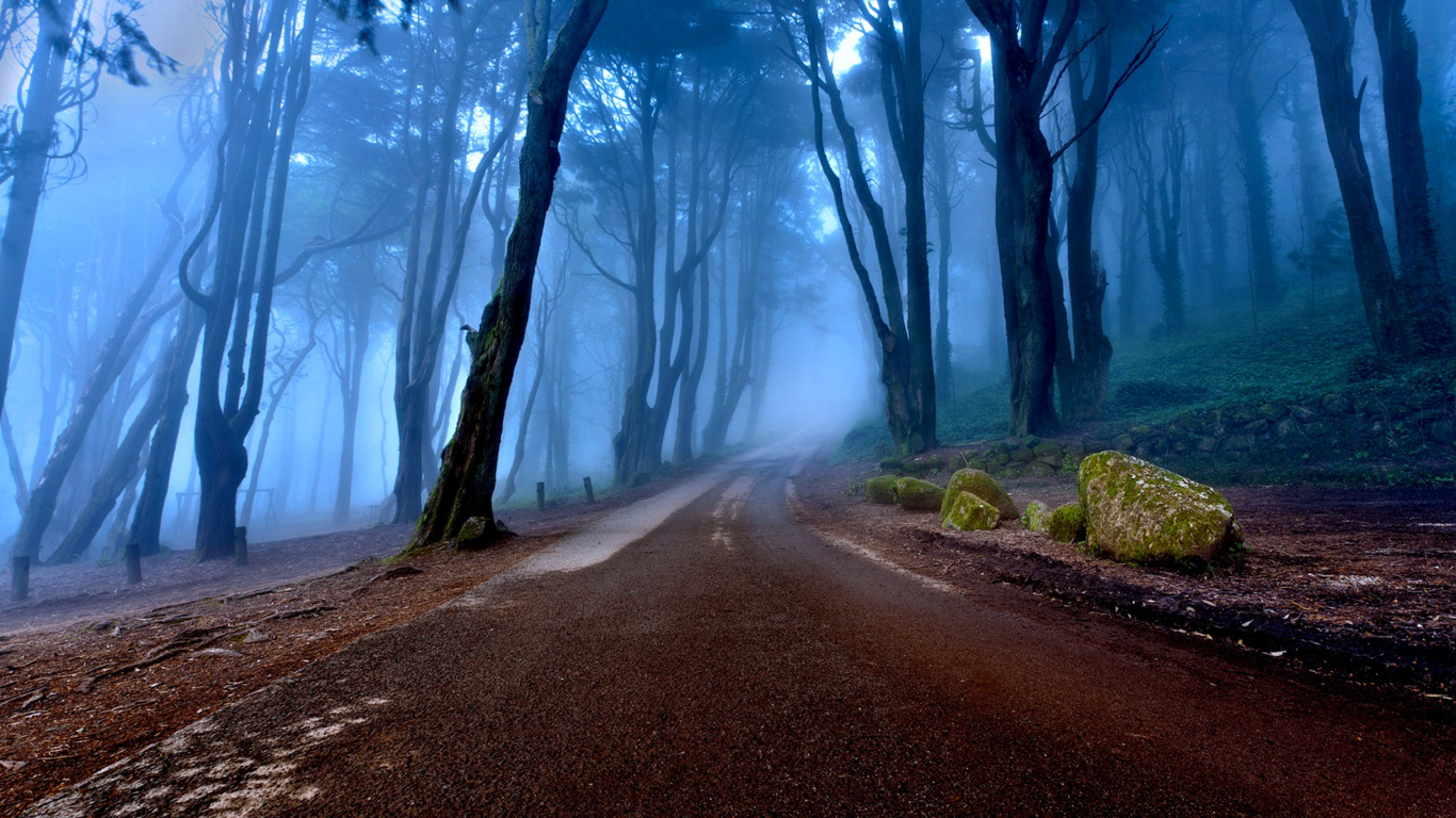 Обои природа, дерево, лес, атмосфера, экосистема в разрешении 1366x768