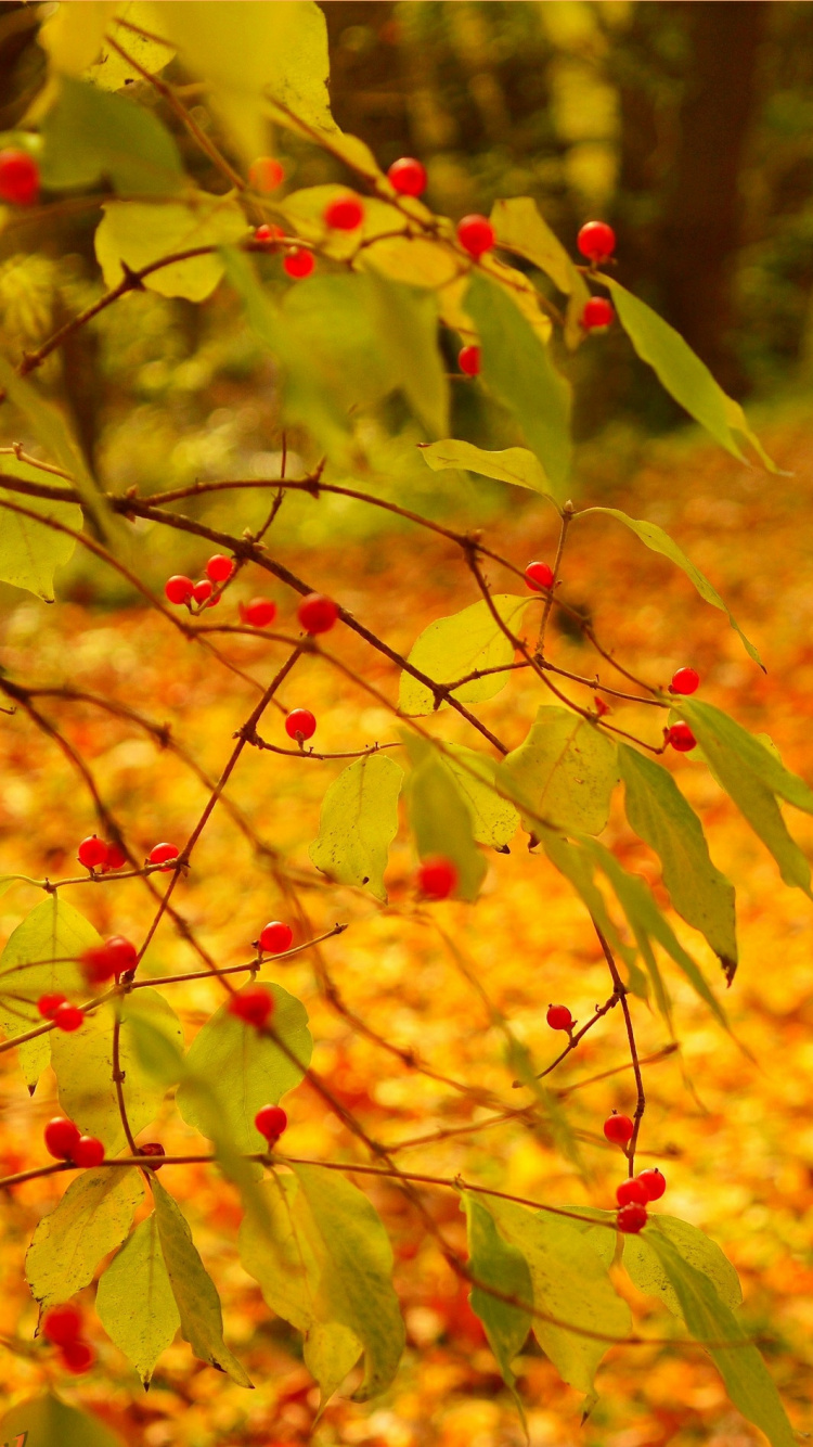 Обои лист, желтый, дерево, ветвь, листопадные в разрешении 750x1334