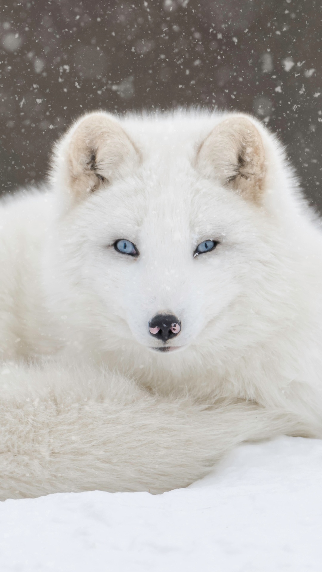 Обои песец, лиса, иллюстрация, голова, пес в разрешении 1080x1920