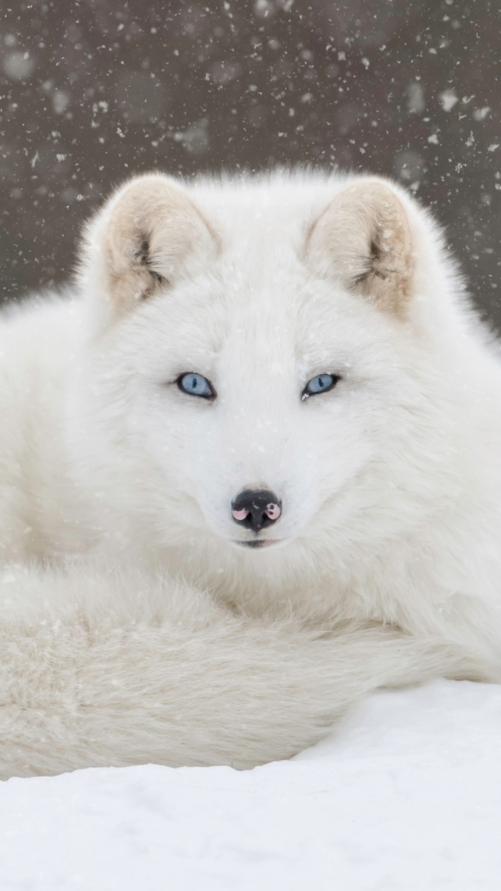 Обои песец, лиса, иллюстрация, голова, пес в разрешении 720x1280