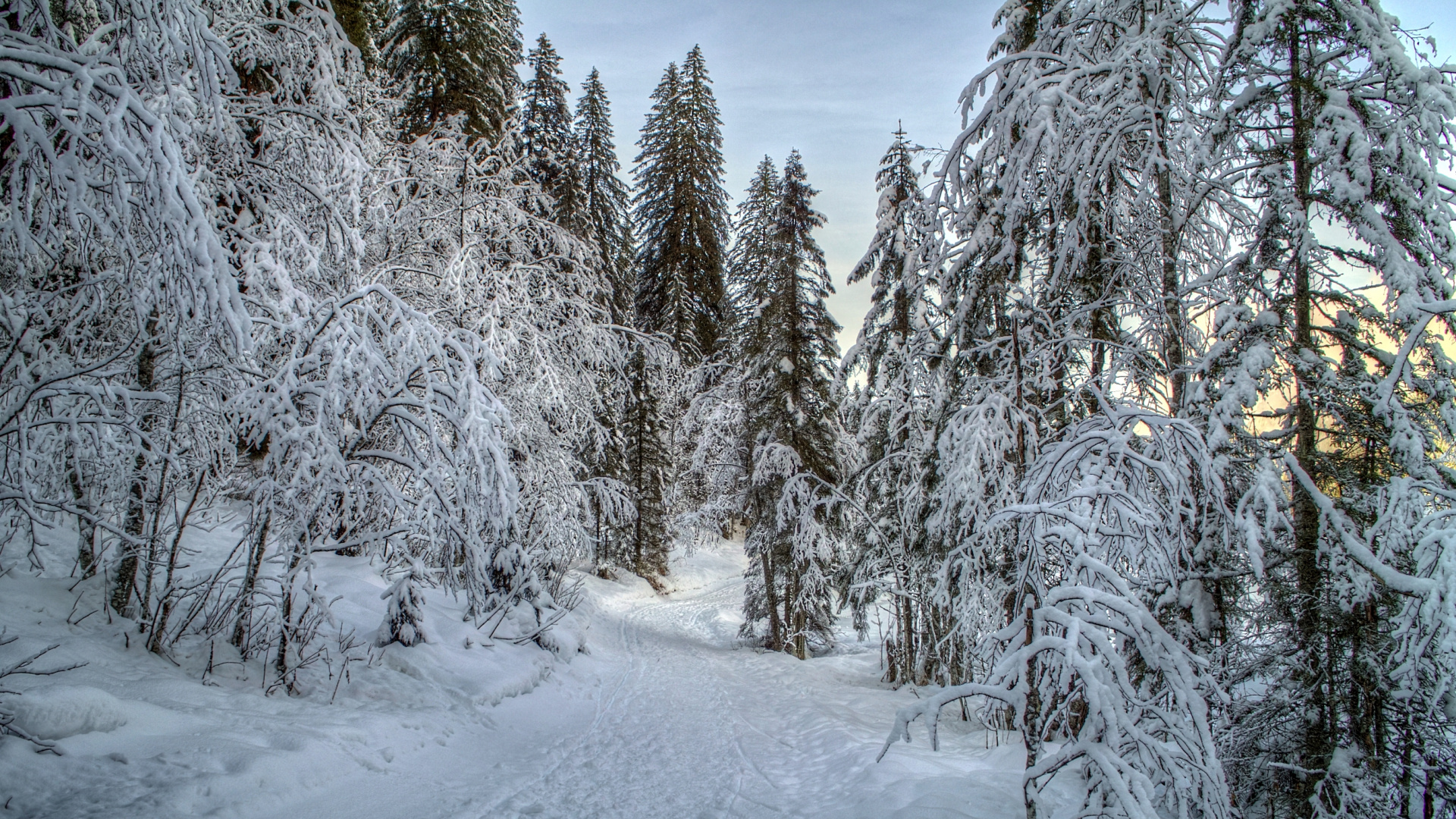 Обои зима, снег, дерево, мороз, замораживание в разрешении 1920x1080