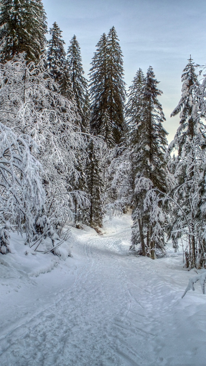 Обои зима, снег, дерево, мороз, замораживание в разрешении 720x1280