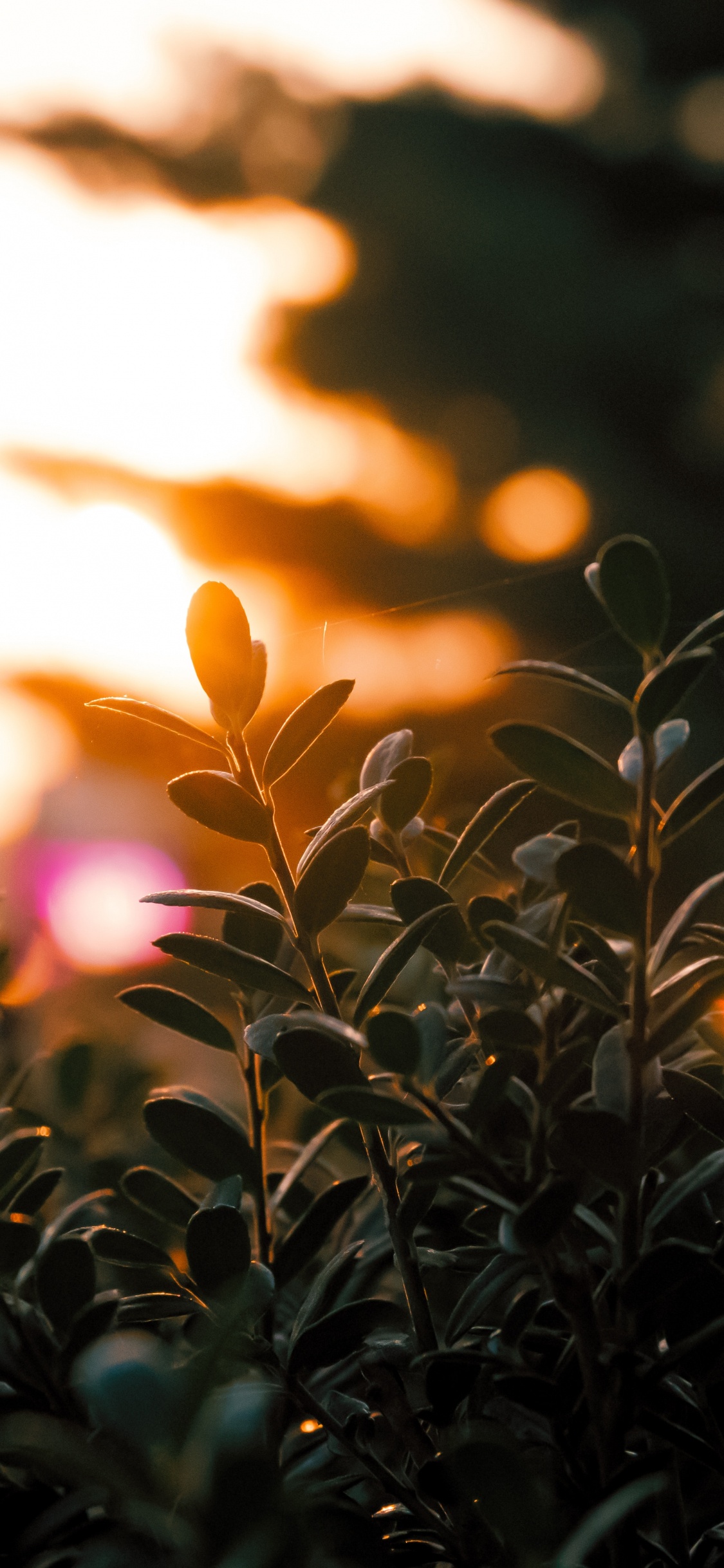 Обои небо, свет, солнечный свет, трава, стебель растения в разрешении 1125x2436