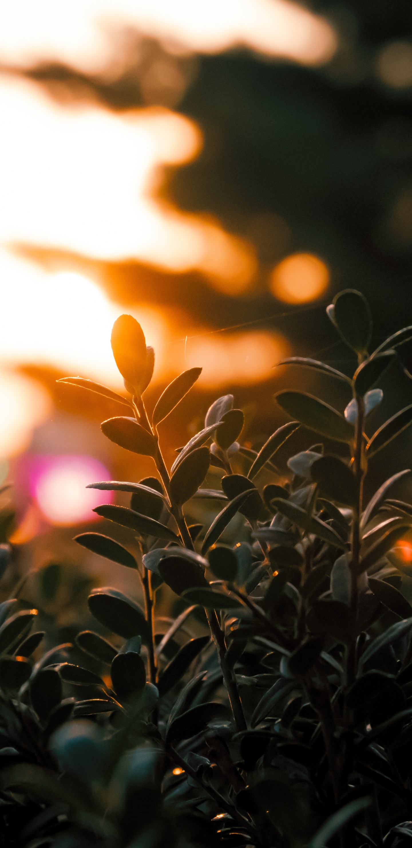 Обои небо, свет, солнечный свет, трава, стебель растения в разрешении 1440x2960