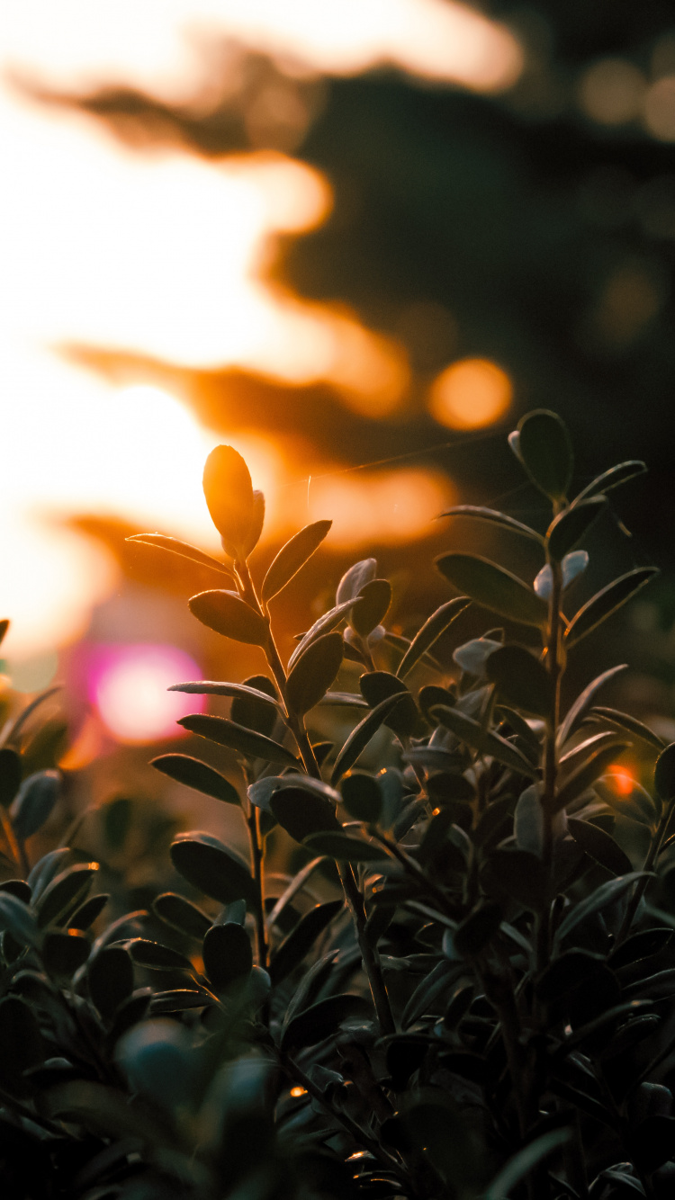 Обои небо, свет, солнечный свет, трава, стебель растения в разрешении 750x1334