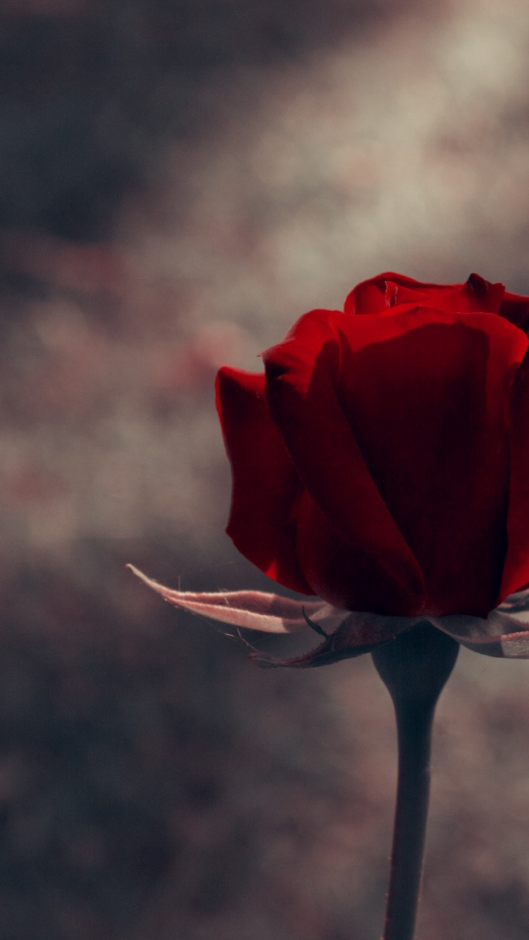 Обои Роза, красный цвет, лепесток, растение, семья Роуз в разрешении 750x1334