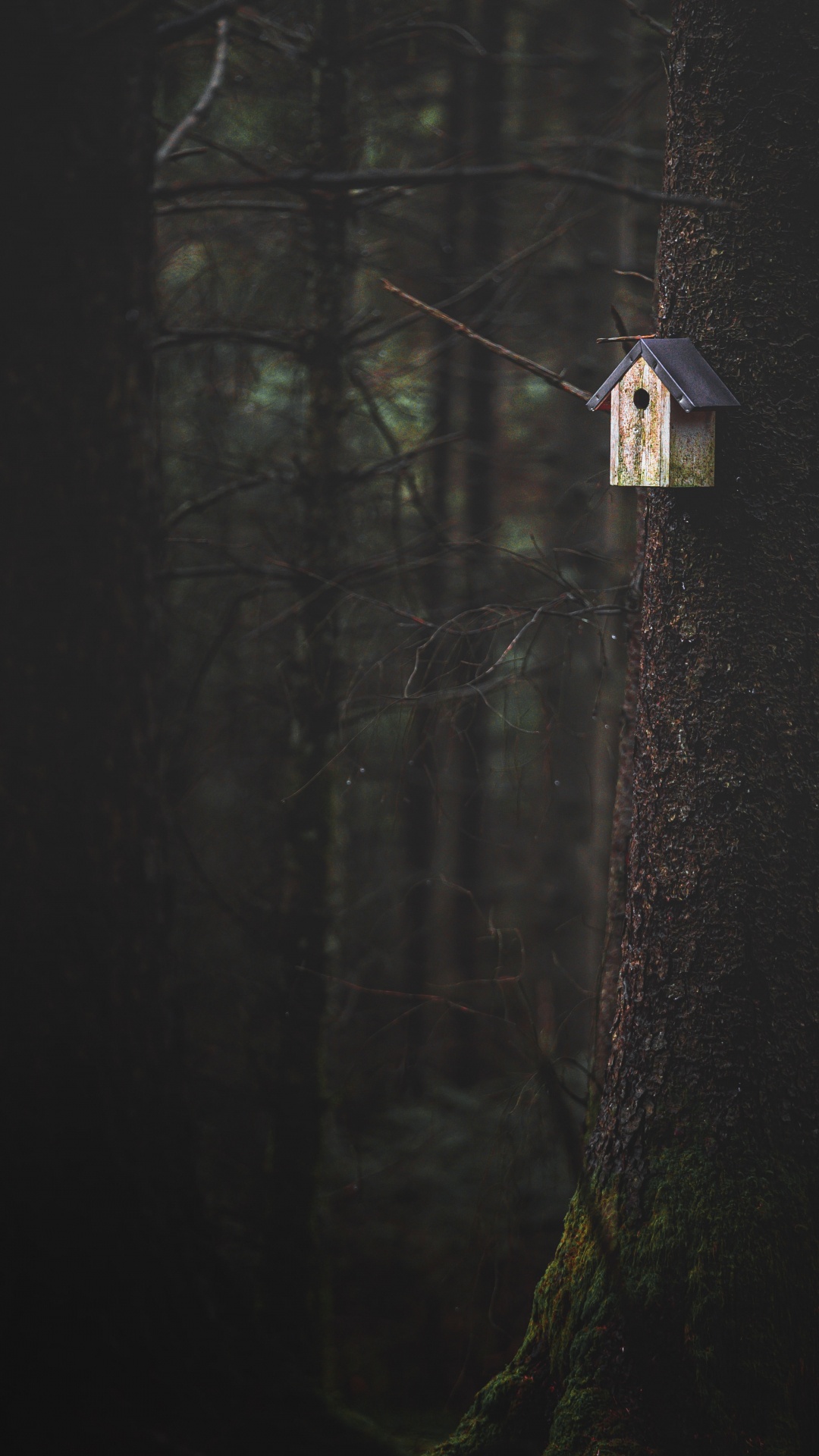 Обои темнота, дерево, древесина, черный, свет в разрешении 1080x1920