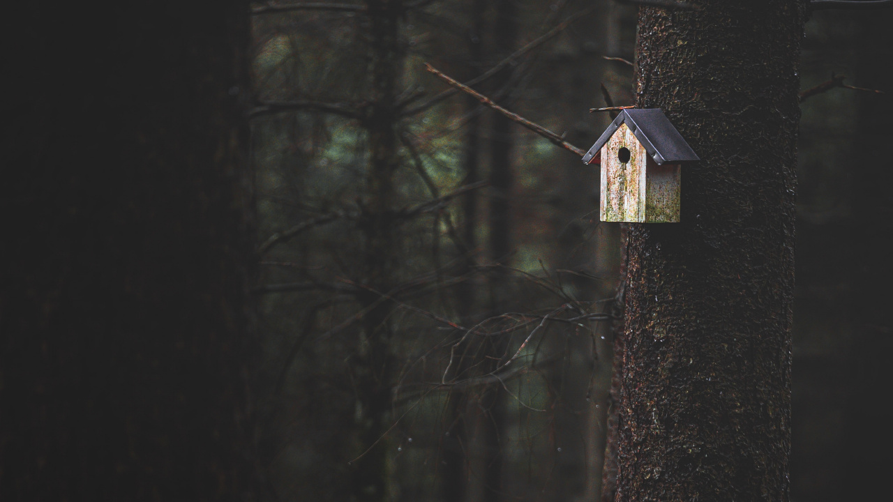 Обои темнота, дерево, древесина, черный, свет в разрешении 1280x720