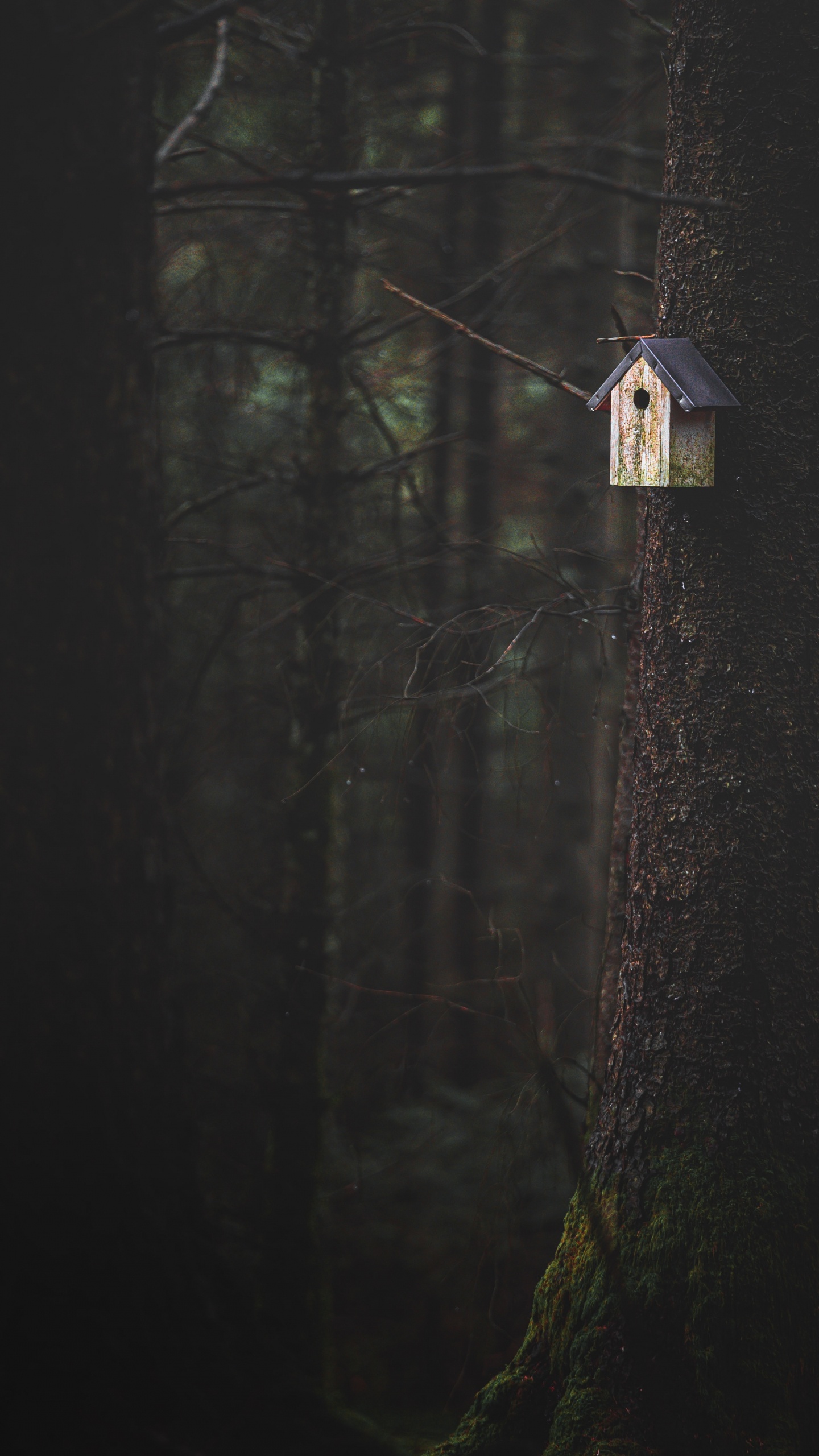 Обои темнота, дерево, древесина, черный, свет в разрешении 1440x2560