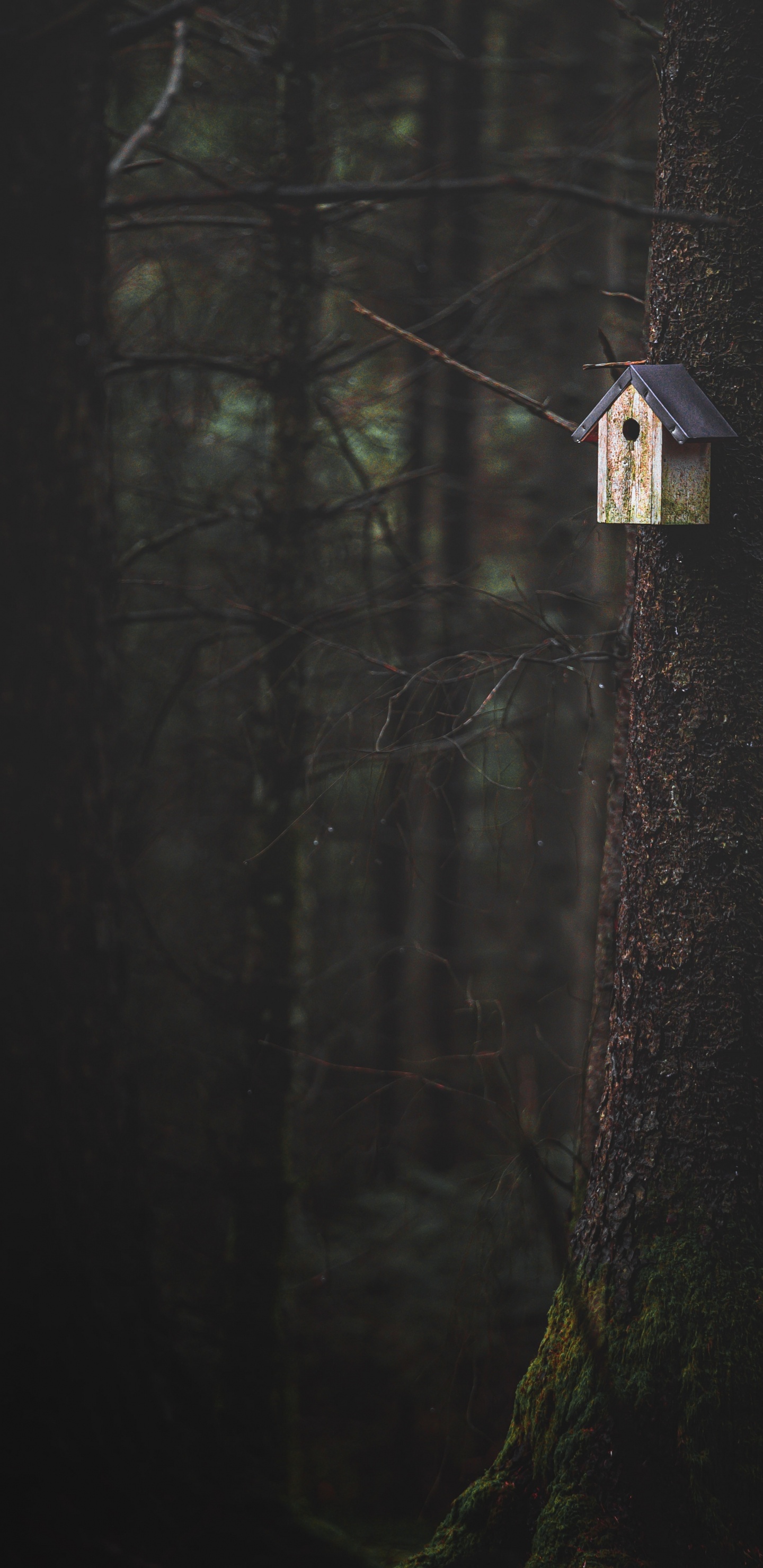 Обои темнота, дерево, древесина, черный, свет в разрешении 1440x2960