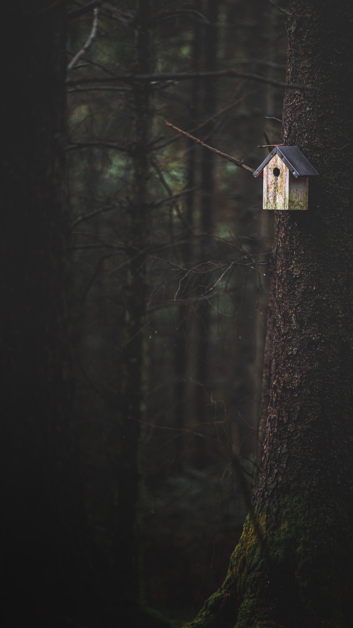 Обои темнота, дерево, древесина, черный, свет в разрешении 720x1280