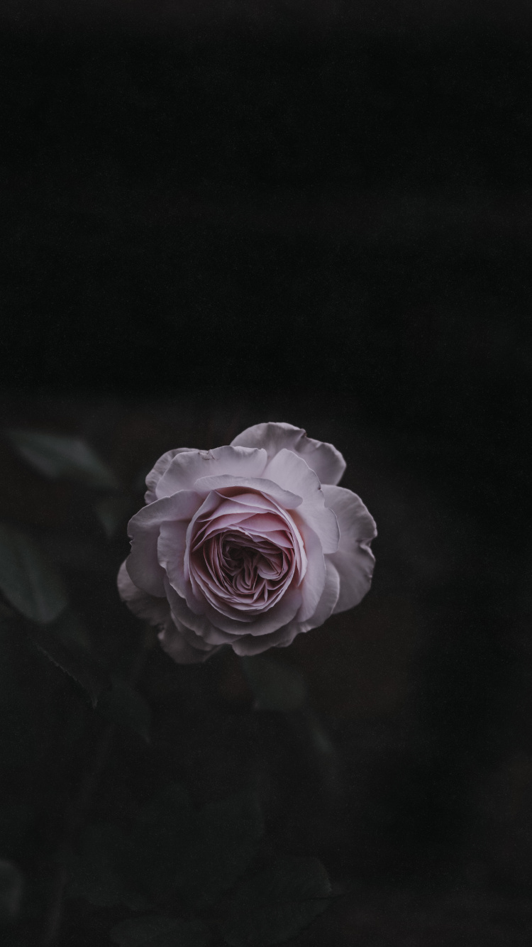 Обои белые, черный, сад роз, розовый, Роза в разрешении 750x1334