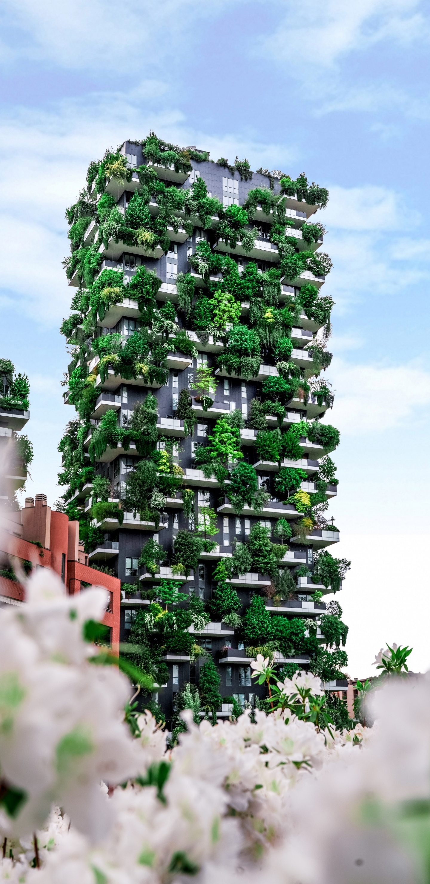 Обои архитектура, зеленый, плющ, цветок, сад в разрешении 1440x2960