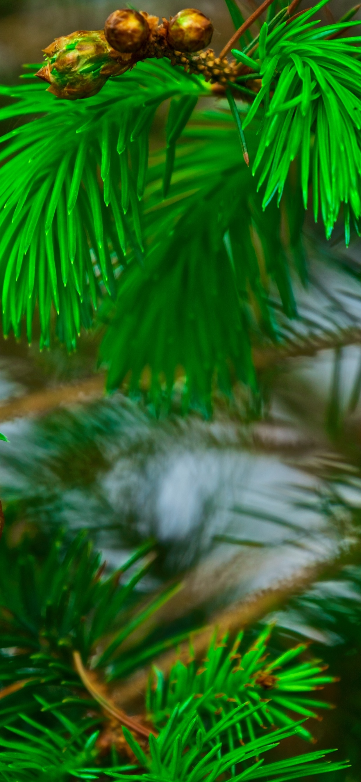 Обои сосна, ветвь, растительность, зеленый, дерево в разрешении 1242x2688