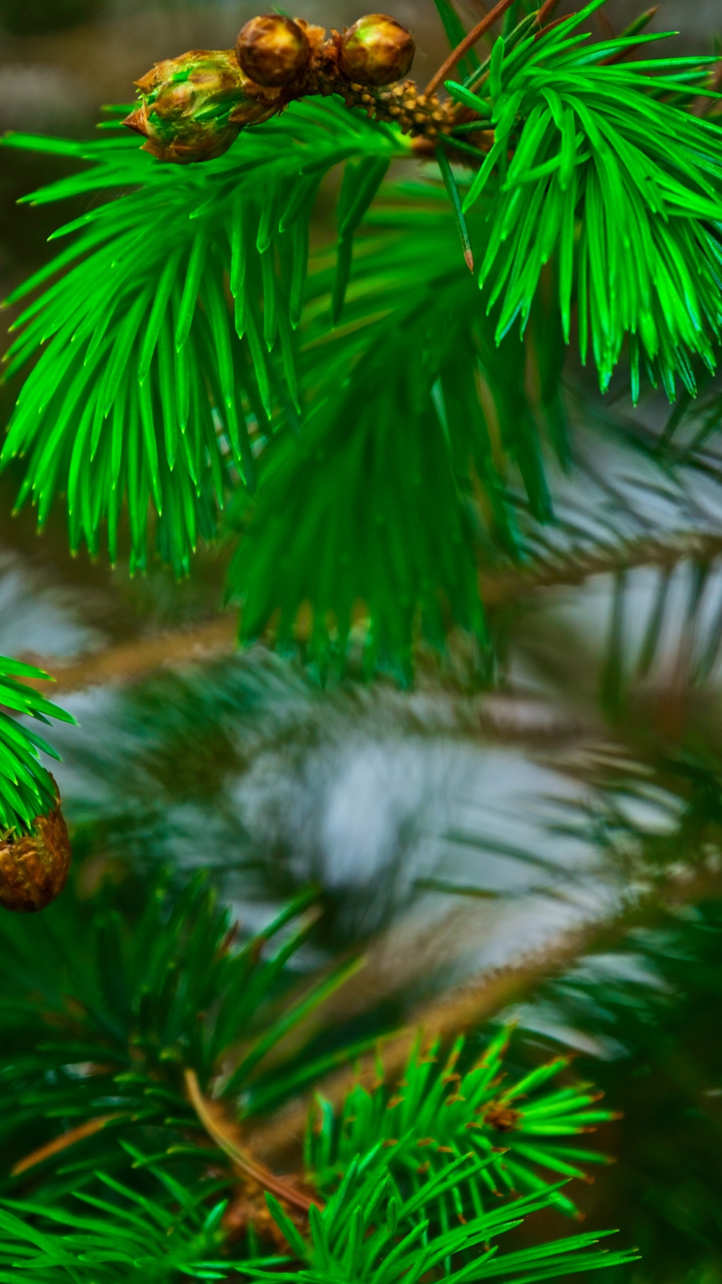 Обои сосна, ветвь, растительность, зеленый, дерево в разрешении 1440x2560
