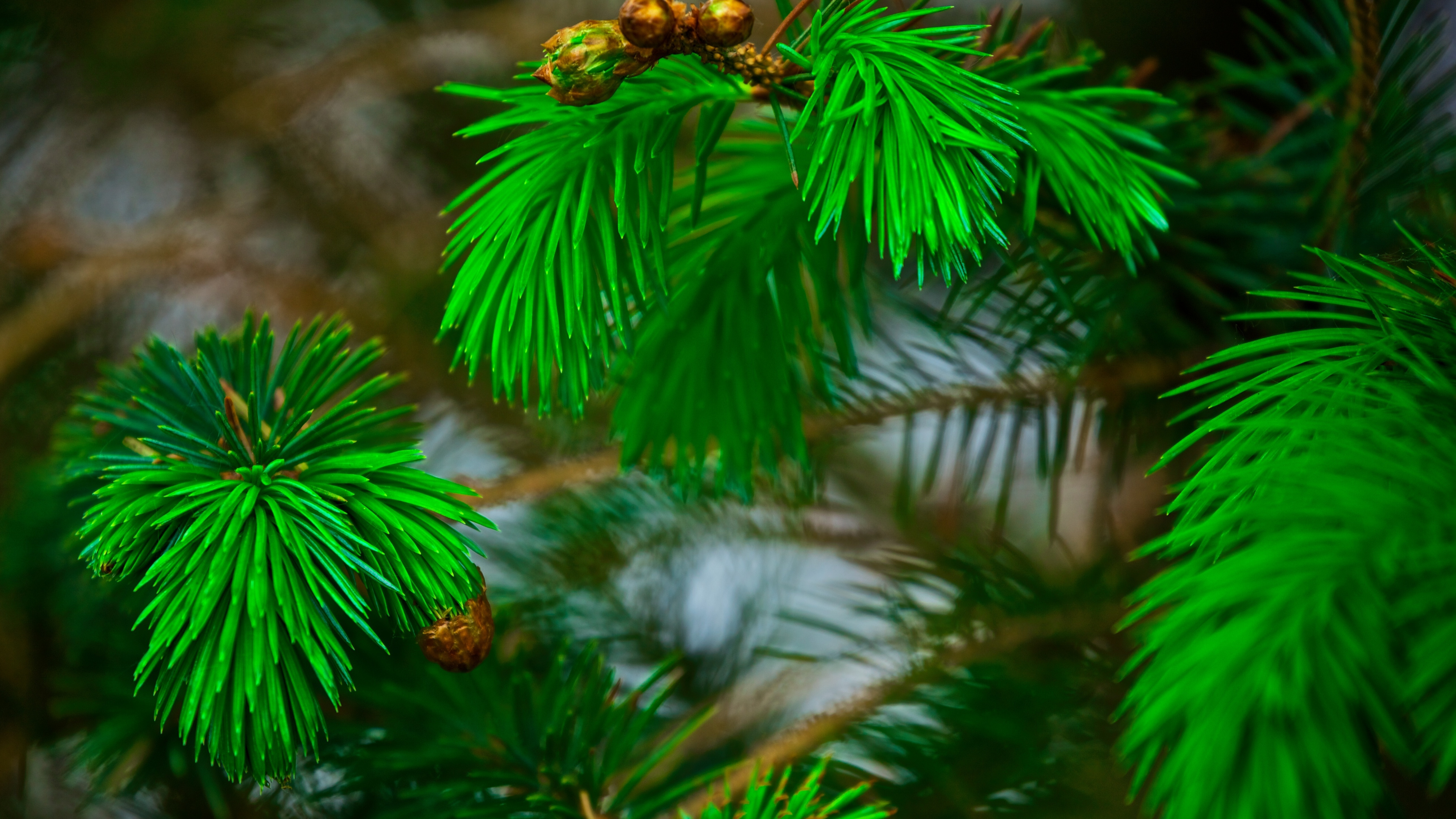 Обои сосна, ветвь, растительность, зеленый, дерево в разрешении 3840x2160