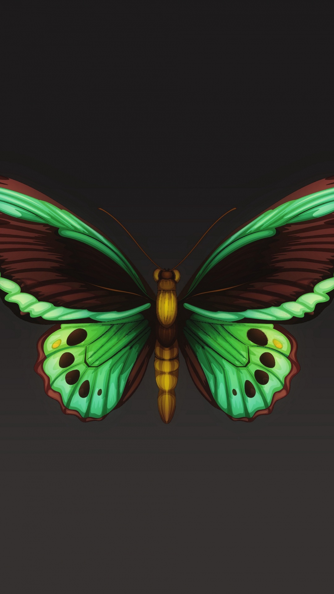 Обои мотылек, мотыльки и бабочки, бабочка, насекомое, беспозвоночных в разрешении 1080x1920
