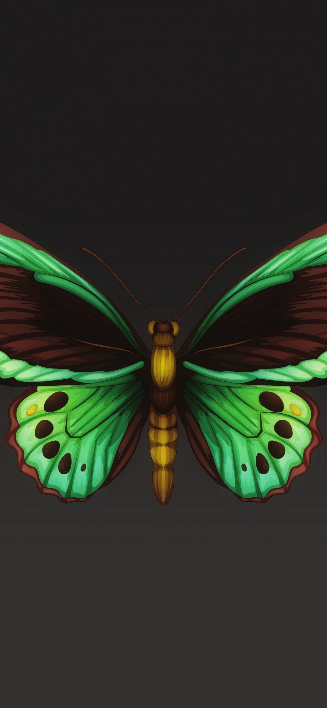 Обои мотылек, мотыльки и бабочки, бабочка, насекомое, беспозвоночных в разрешении 1125x2436