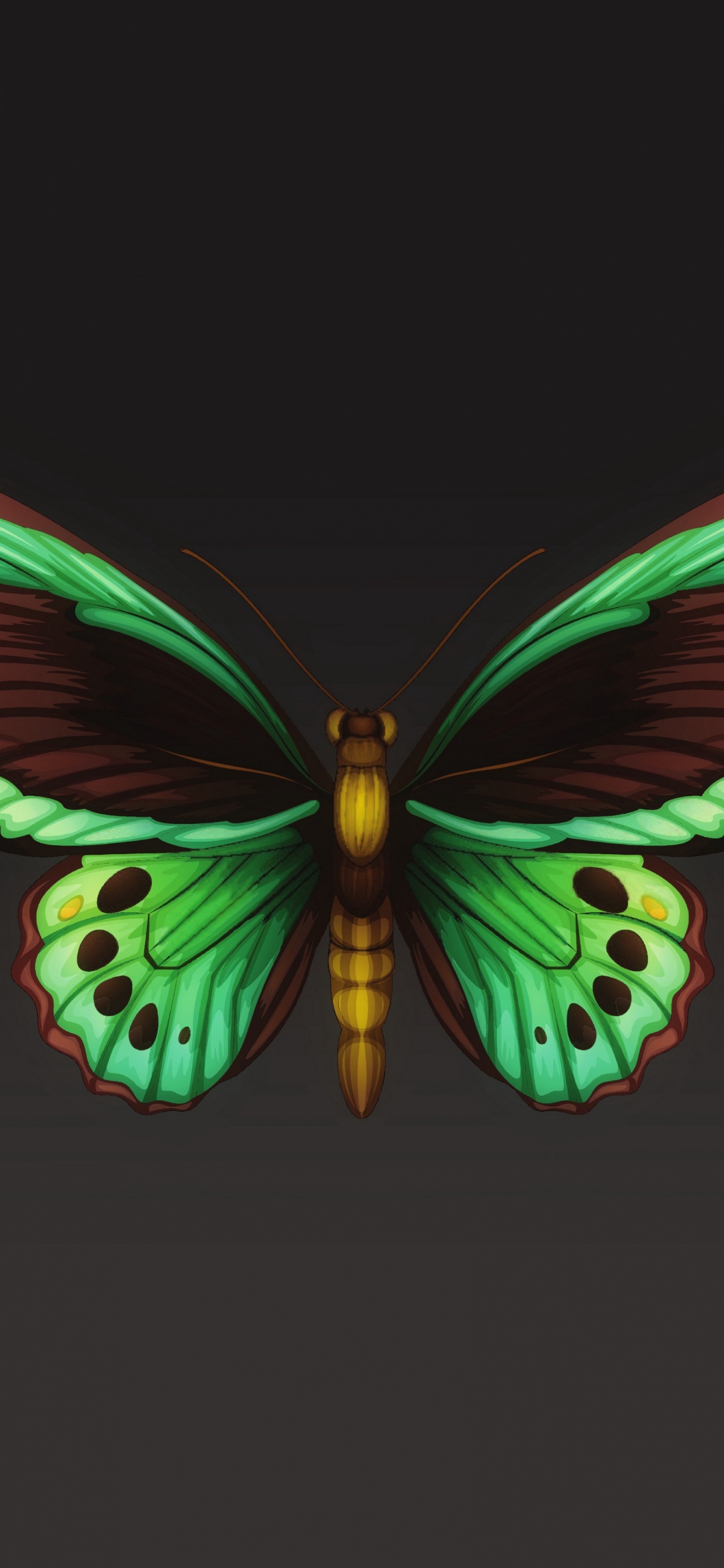 Обои мотылек, мотыльки и бабочки, бабочка, насекомое, беспозвоночных в разрешении 1242x2688