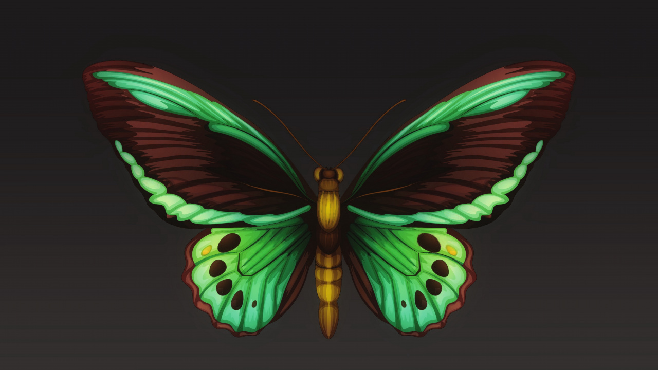 Обои мотылек, мотыльки и бабочки, бабочка, насекомое, беспозвоночных в разрешении 1280x720