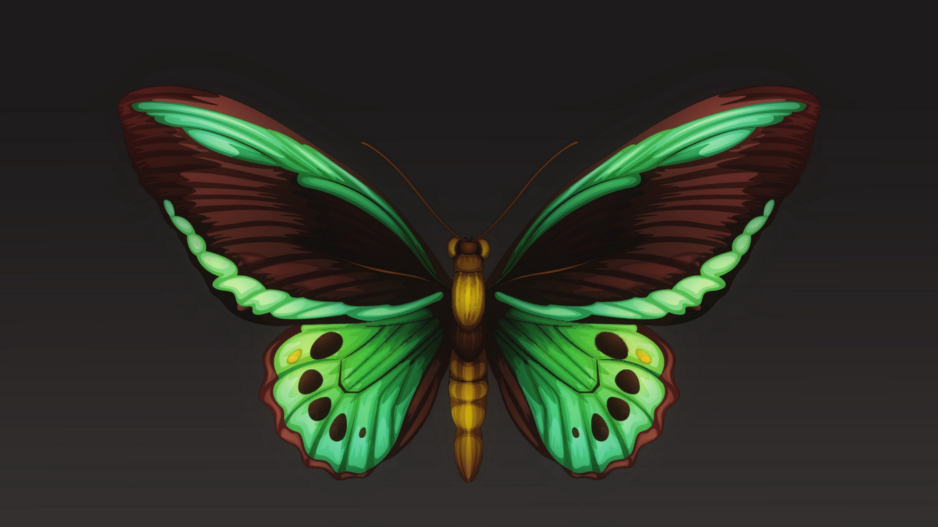 Обои мотылек, мотыльки и бабочки, бабочка, насекомое, беспозвоночных в разрешении 1366x768