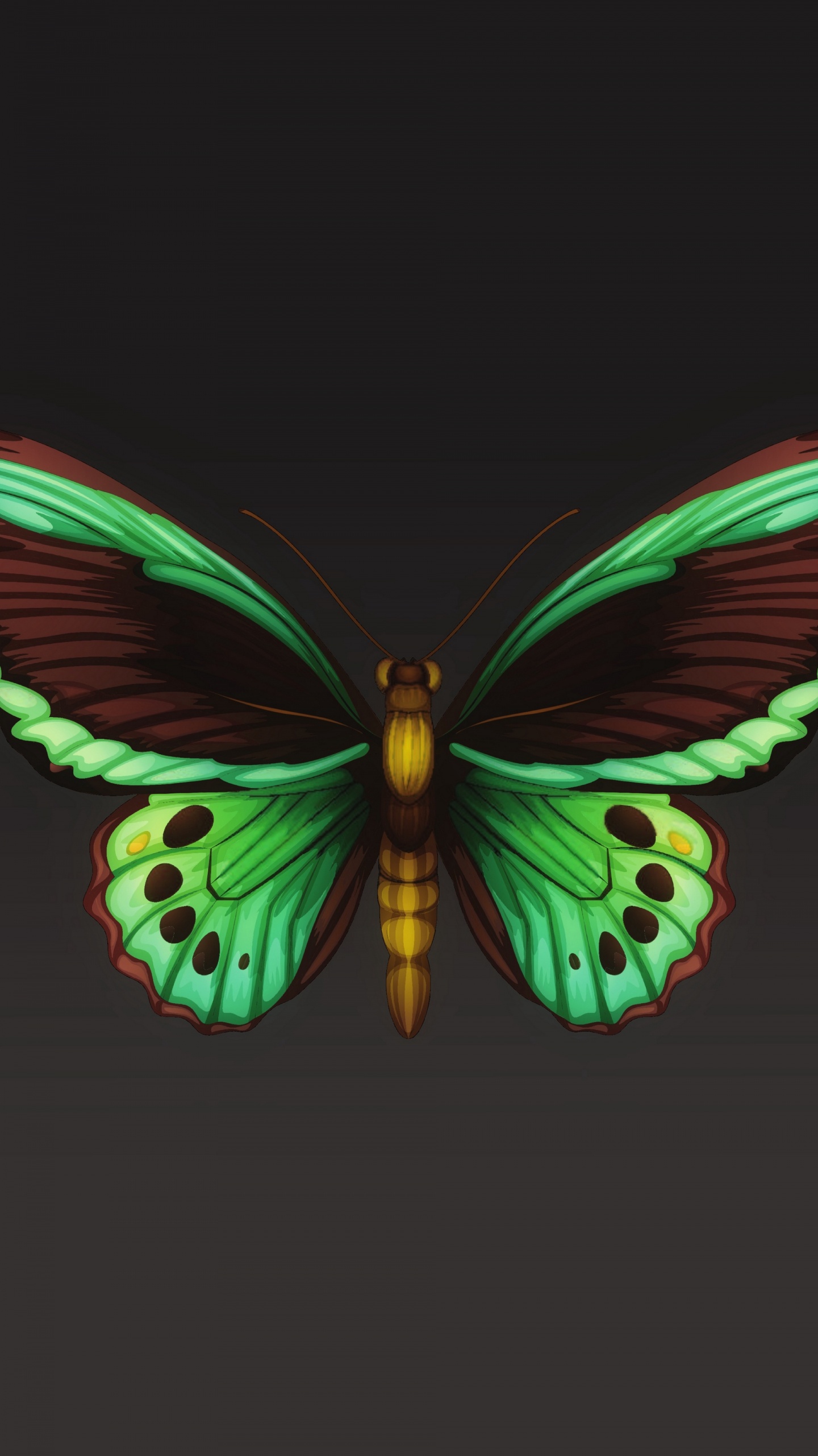 Обои мотылек, мотыльки и бабочки, бабочка, насекомое, беспозвоночных в разрешении 1440x2560