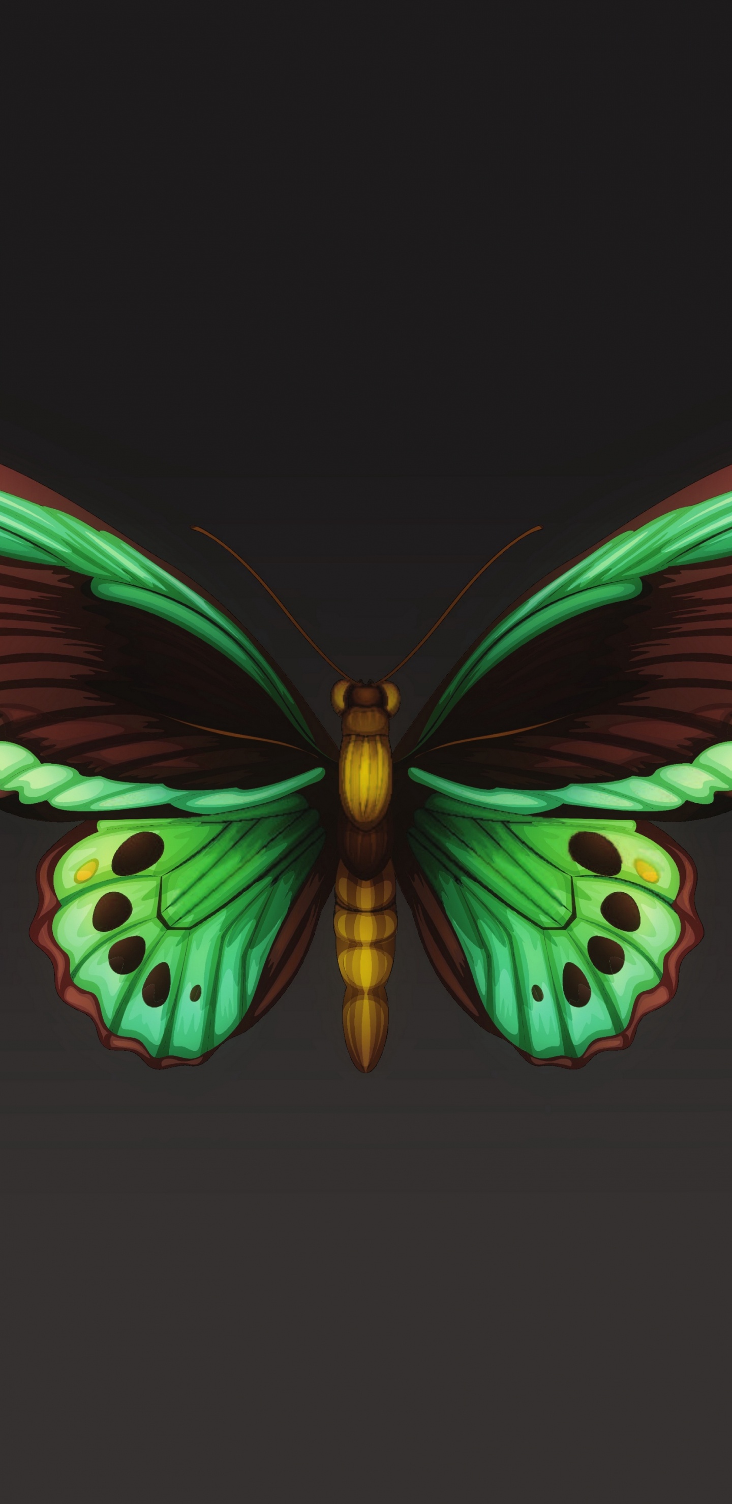 Обои мотылек, мотыльки и бабочки, бабочка, насекомое, беспозвоночных в разрешении 1440x2960