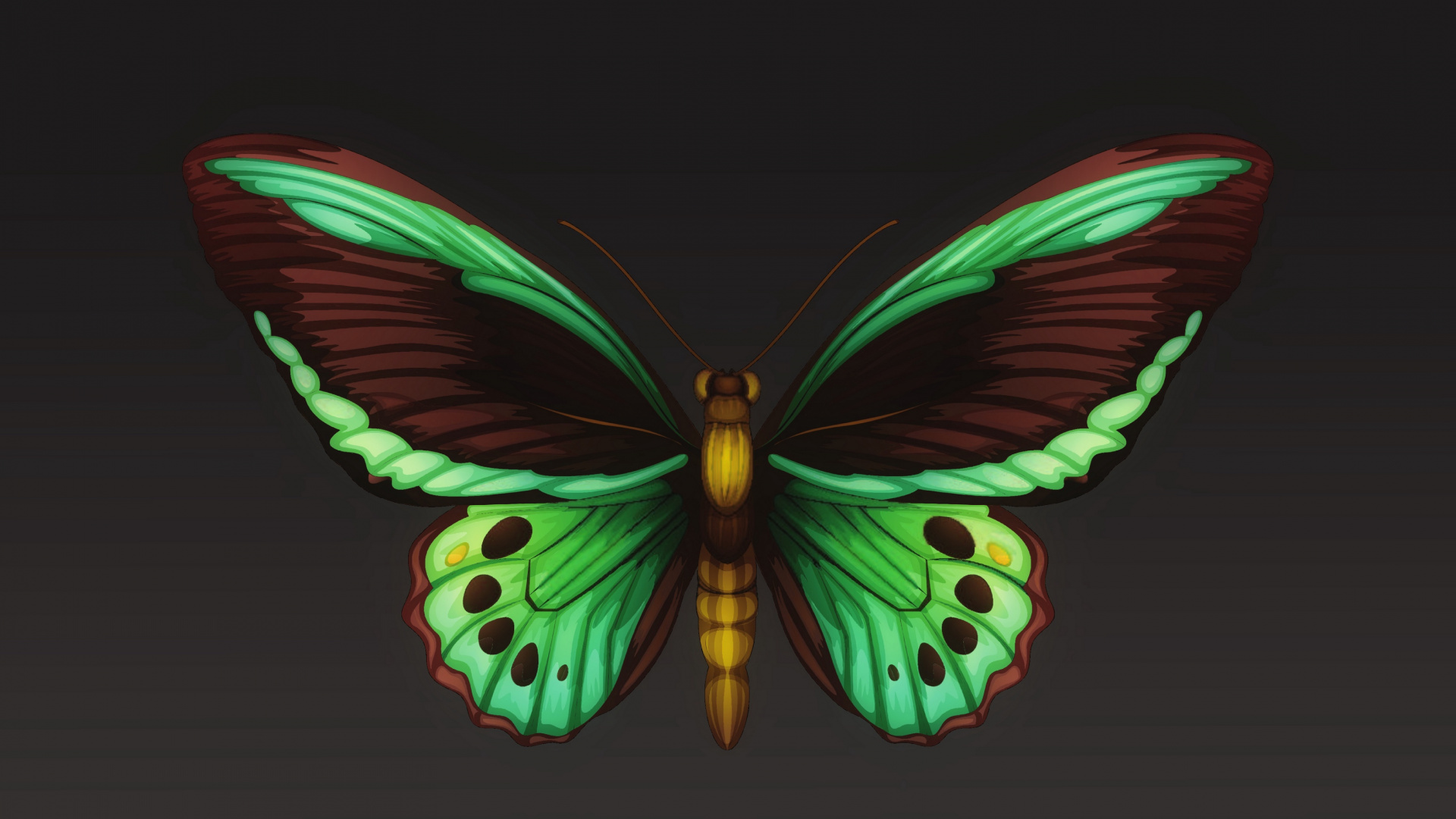 Обои мотылек, мотыльки и бабочки, бабочка, насекомое, беспозвоночных в разрешении 1920x1080