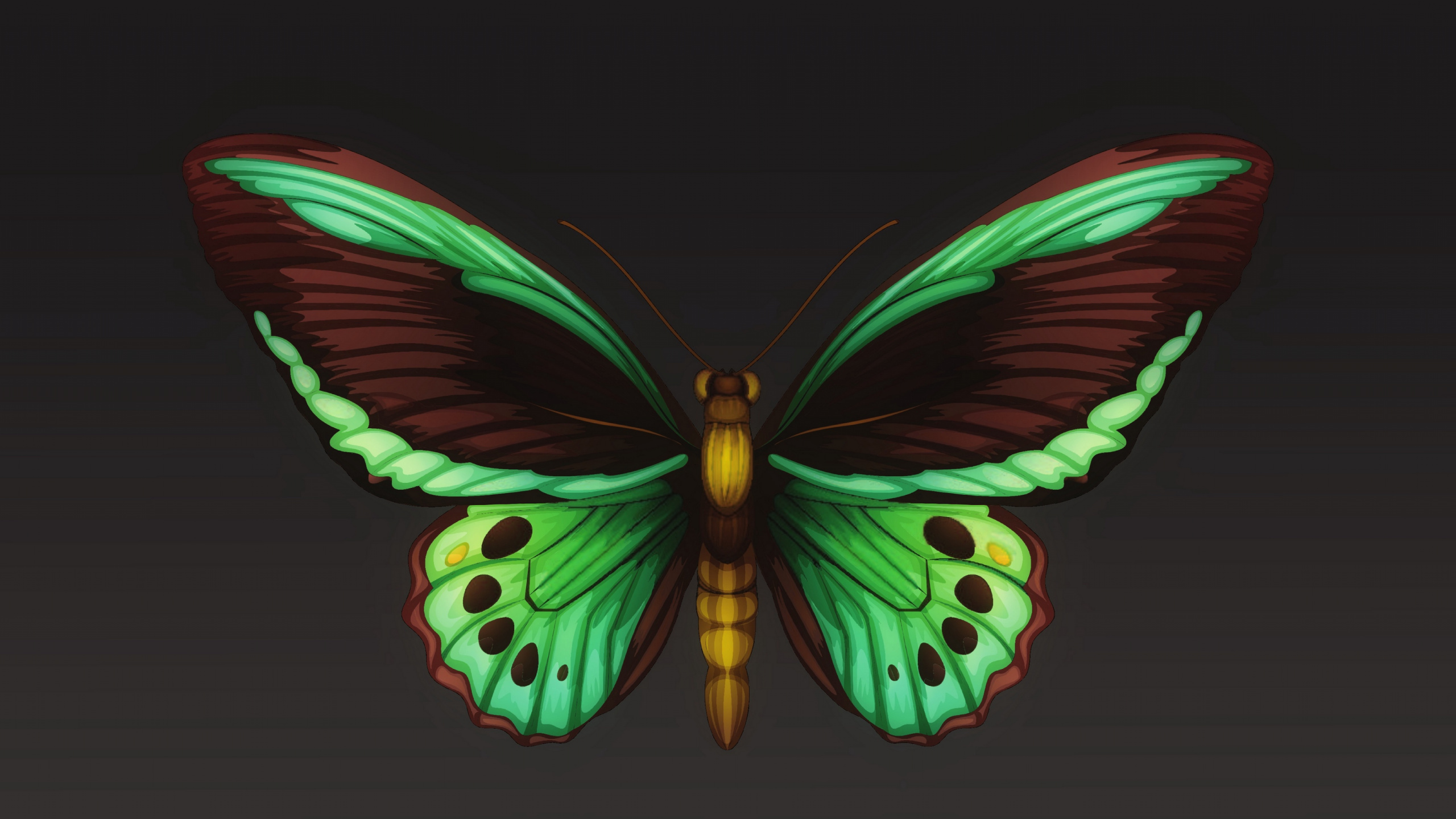 Обои мотылек, мотыльки и бабочки, бабочка, насекомое, беспозвоночных в разрешении 2560x1440