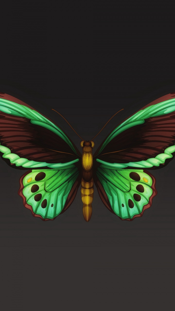 Обои мотылек, мотыльки и бабочки, бабочка, насекомое, беспозвоночных в разрешении 720x1280