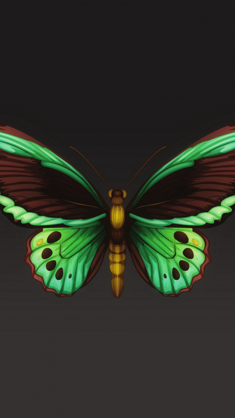Обои мотылек, мотыльки и бабочки, бабочка, насекомое, беспозвоночных в разрешении 750x1334