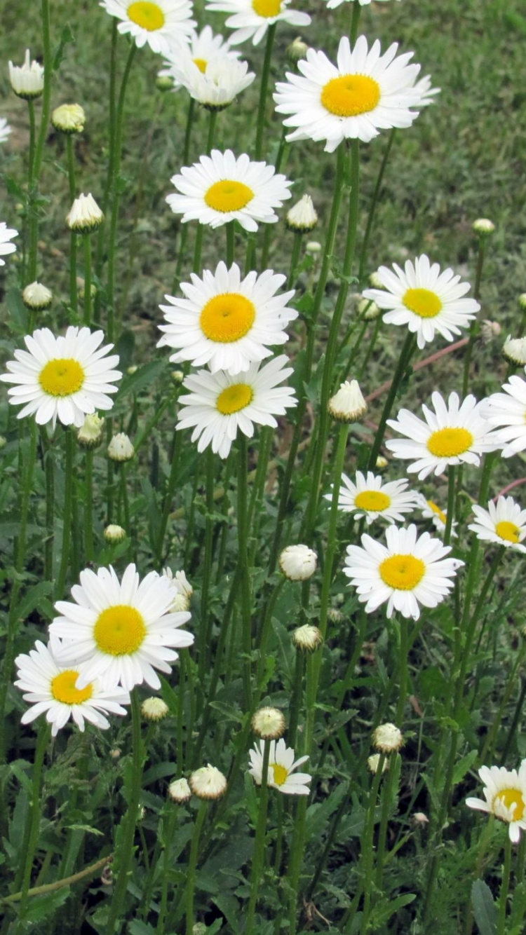 Обои oxeye Дейзи, общие Дейзи, цветковое растение, луг, растение в разрешении 750x1334