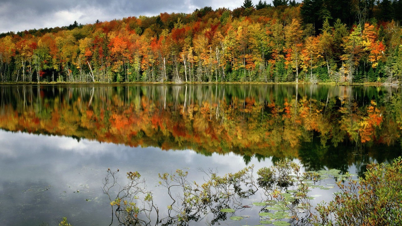 Обои отражение, природа, водоем, лист, осень в разрешении 1280x720