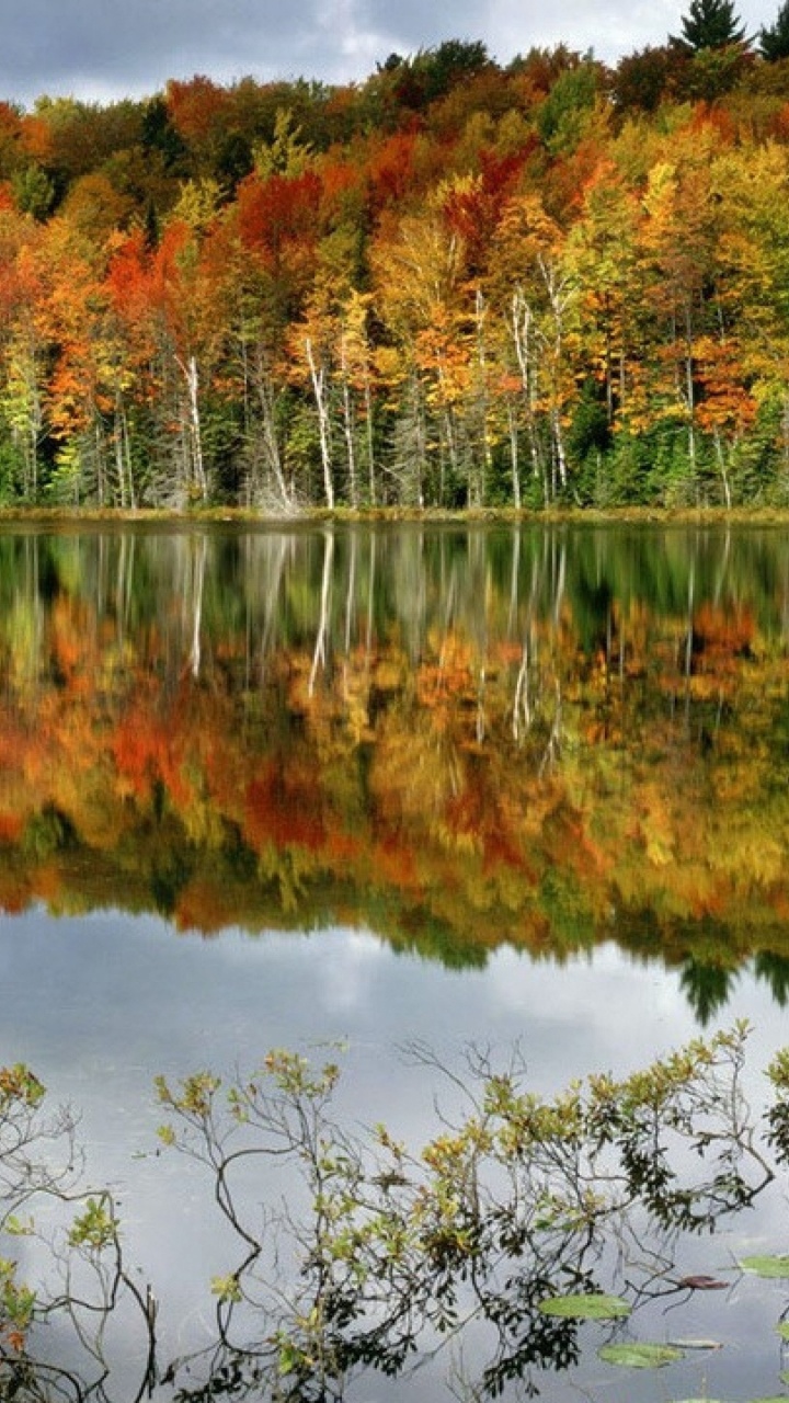 Обои отражение, природа, водоем, лист, осень в разрешении 720x1280