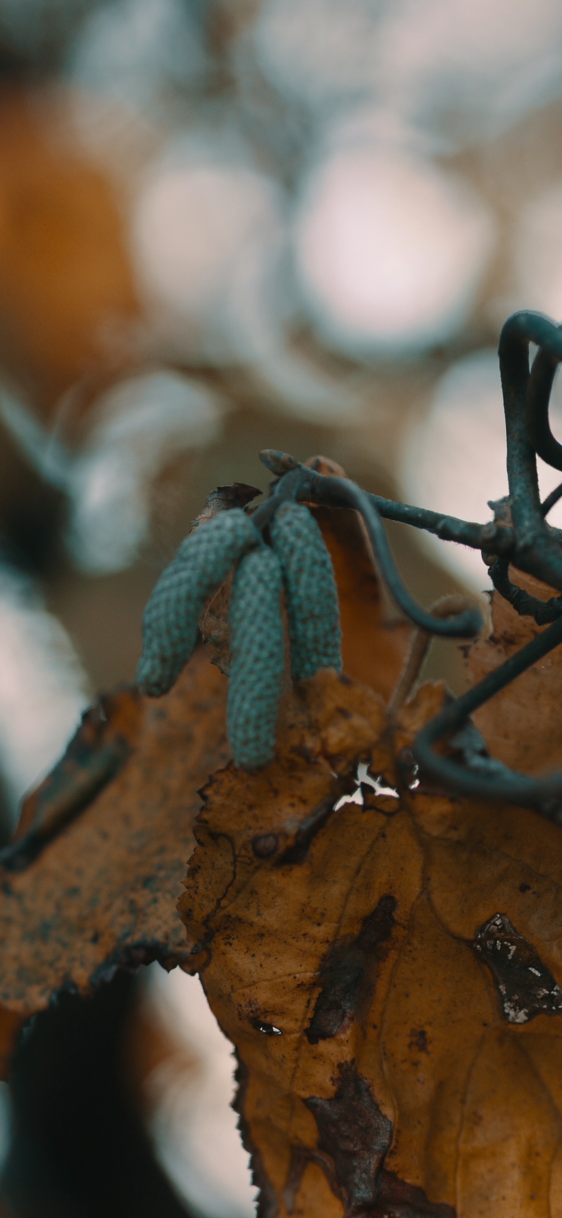 Обои прут, лист, ветвь, дерево, растение в разрешении 1125x2436