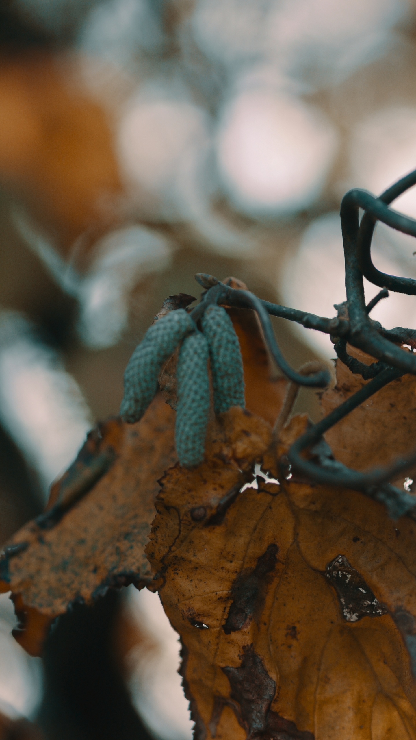 Обои прут, лист, ветвь, дерево, растение в разрешении 1440x2560