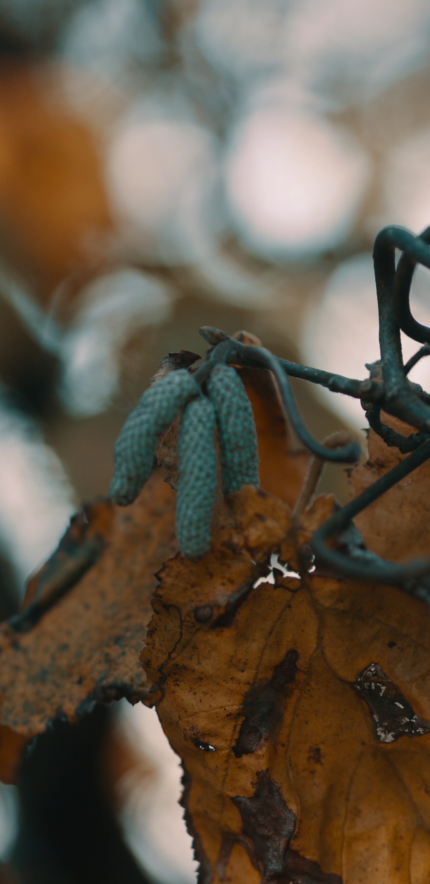 Обои прут, лист, ветвь, дерево, растение в разрешении 1440x2960