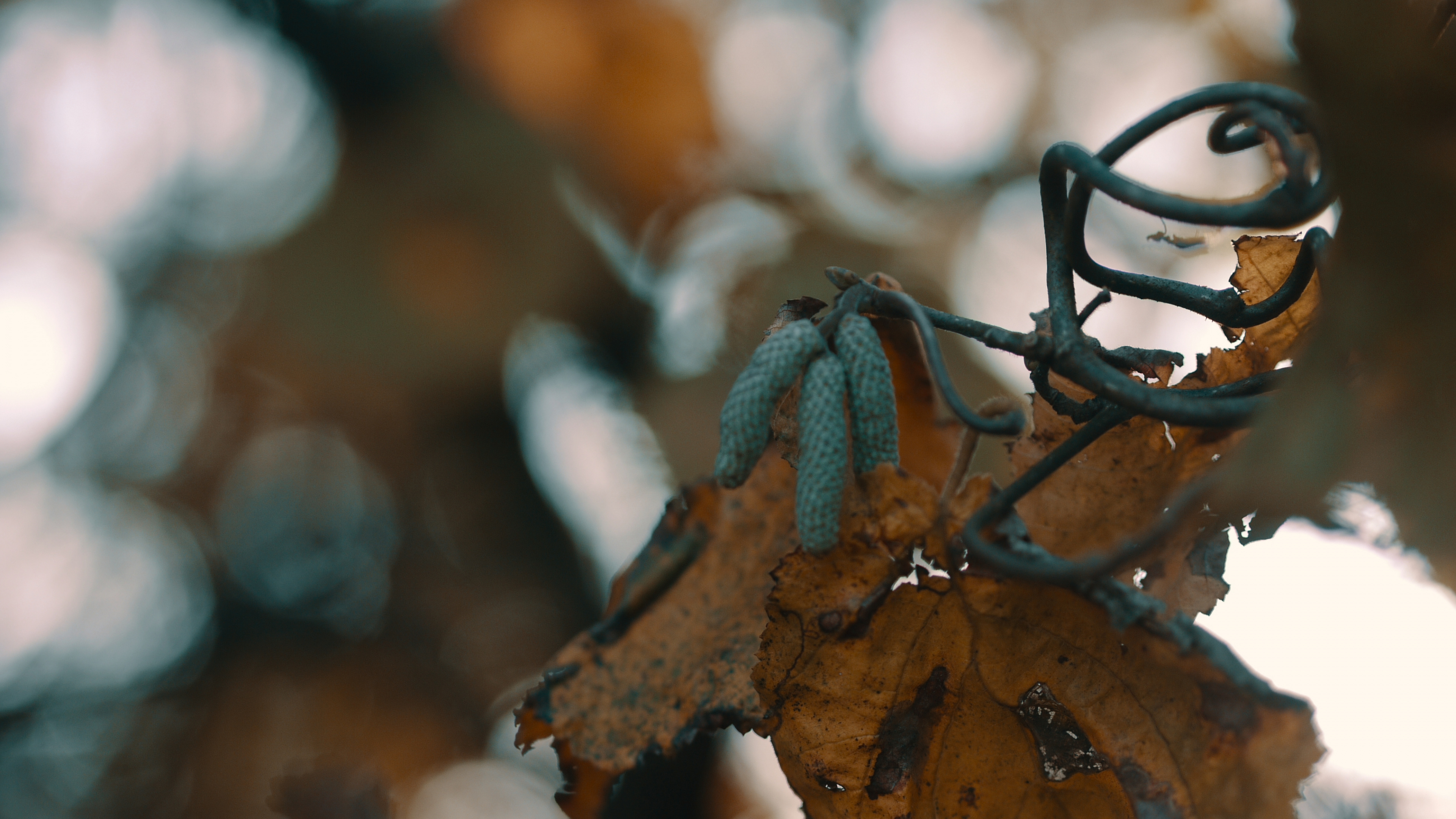 Обои прут, лист, ветвь, дерево, растение в разрешении 3840x2160