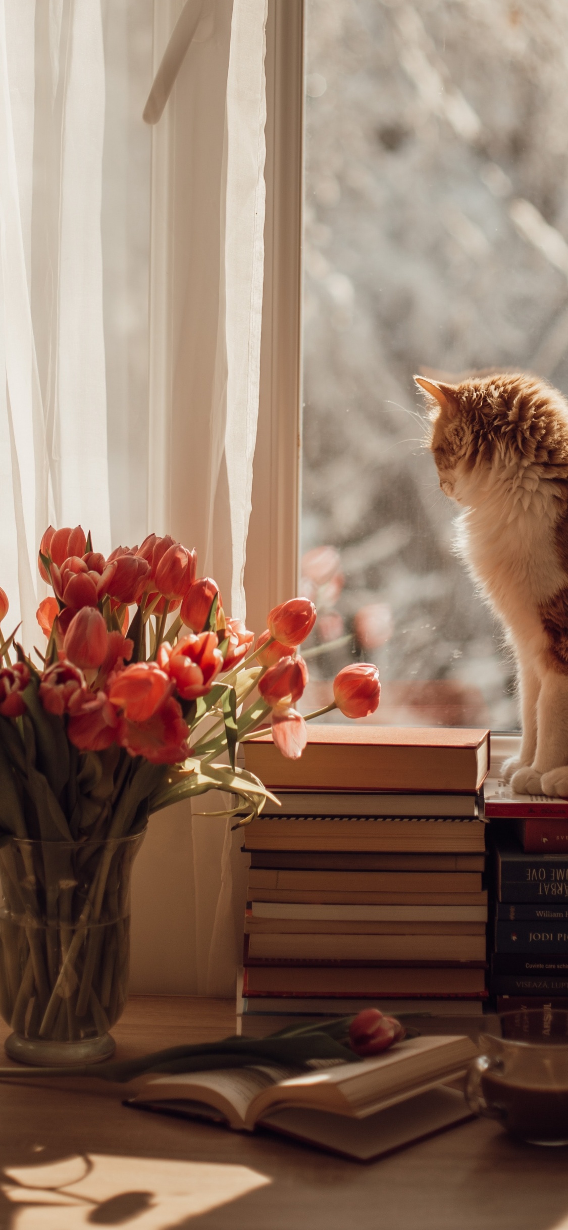 Обои кот, датский дог, кошачий корм, кошачьих, котенок в разрешении 1125x2436