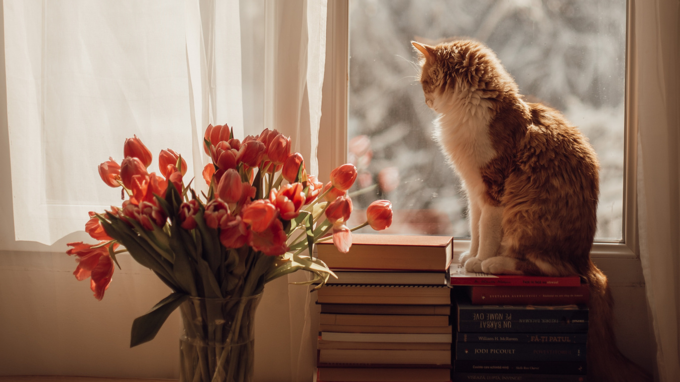 Обои кот, датский дог, кошачий корм, кошачьих, котенок в разрешении 1366x768