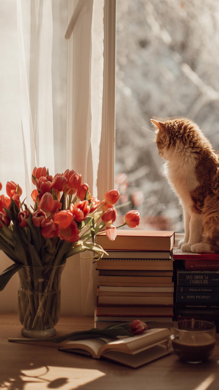 Обои кот, датский дог, кошачий корм, кошачьих, котенок в разрешении 750x1334