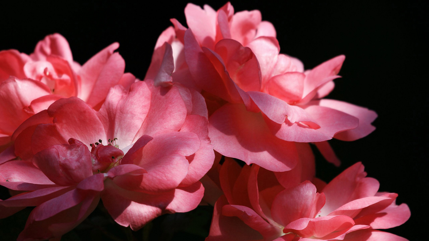 Обои лепесток, травянистое растение, стебель растения, цветок, пион в разрешении 1366x768