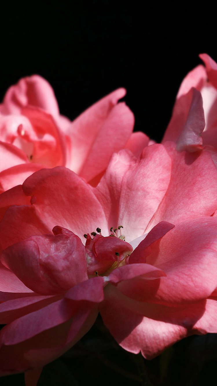 Обои лепесток, травянистое растение, стебель растения, цветок, пион в разрешении 750x1334