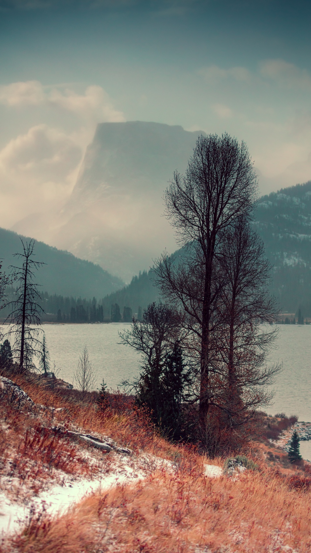 Обои природа, дерево, природный ландшафт, дикая местность, зима в разрешении 1080x1920