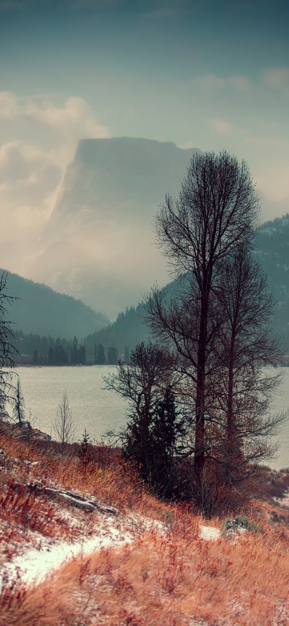 Обои природа, дерево, природный ландшафт, дикая местность, зима в разрешении 1125x2436