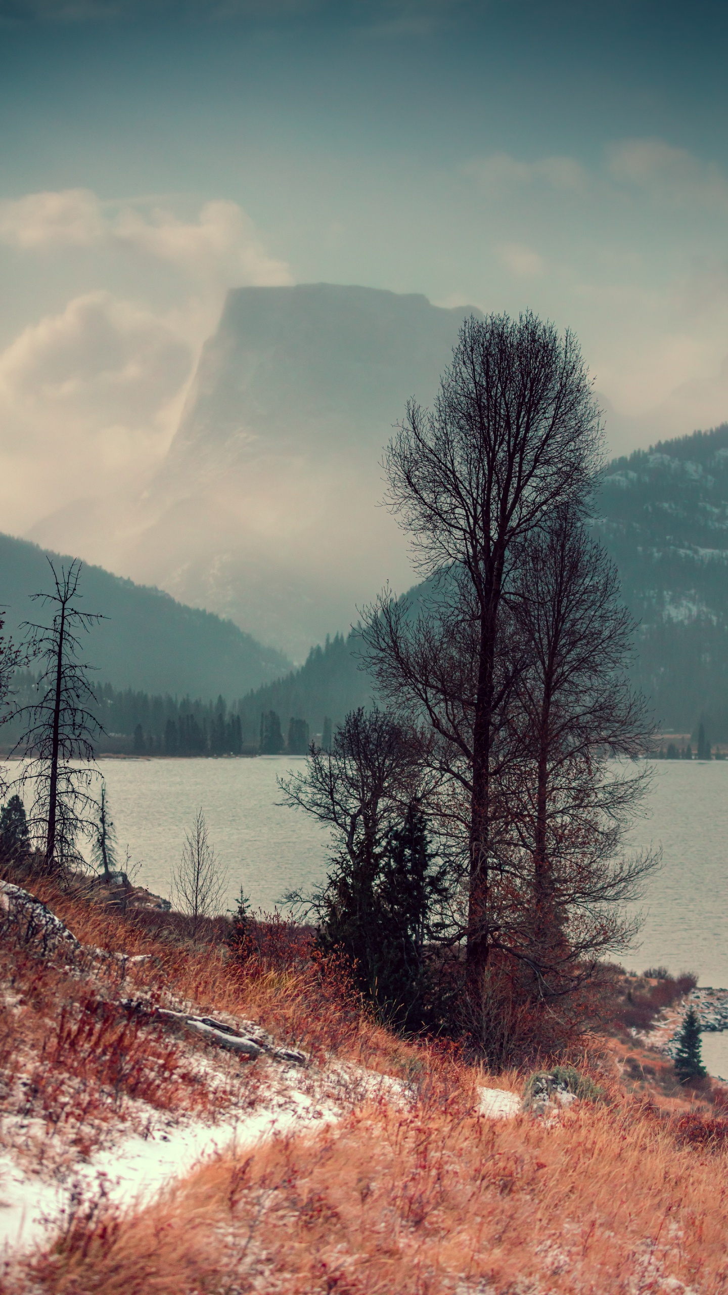 Обои природа, дерево, природный ландшафт, дикая местность, зима в разрешении 1440x2560